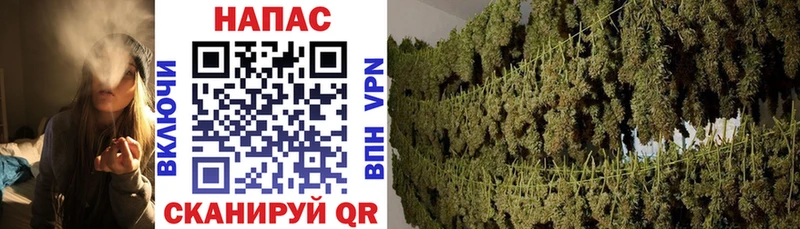 Каннабис OG Kush  Гулькевичи 